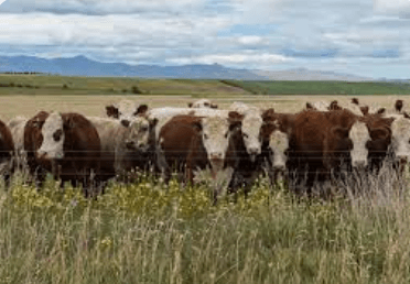 Farm And Garden Craigslist By Owner