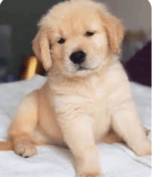 Golden Retriever For Sale Craigslist